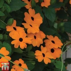 Thunbergia 'Sunny Susy Collection' -Vedicayur Store THUN TKA0225 D