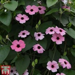 Thunbergia 'Sunny Susy Collection' -Vedicayur Store THUN TKA0225 F