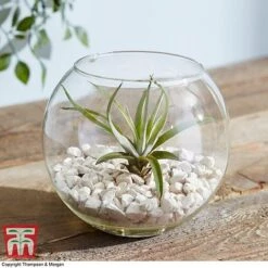 Air Plant Variety Collection -Vedicayur Store TILL 3492 A1