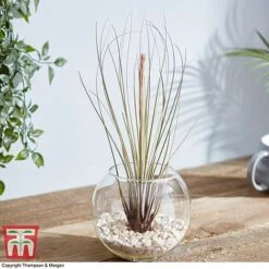 Air Plant Variety Collection -Vedicayur Store TILL 3492 A10