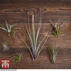 Air Plant Variety Collection -Vedicayur Store TILL 3492 A2