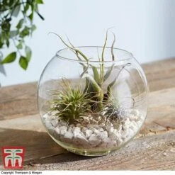 Air Plant Variety Collection -Vedicayur Store TILL 3492 A3