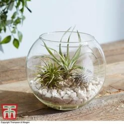Air Plant Variety Collection -Vedicayur Store TILL 3492 A4
