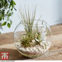 Air Plant Variety Collection -Vedicayur Store TILL 3492 A5