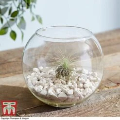 Air Plant Variety Collection -Vedicayur Store TILL 3492 A6