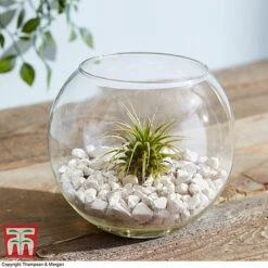 Air Plant Variety Collection -Vedicayur Store TILL 3492 A7