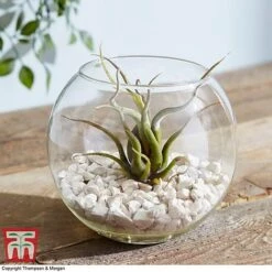 Air Plant Variety Collection -Vedicayur Store TILL 3492 A8