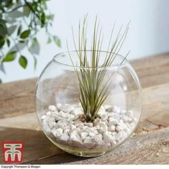 Air Plant Variety Collection -Vedicayur Store TILL 3492 A9