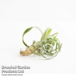 Air Plant (Tillandsia) 'Curly Slim' -Vedicayur Store TILL CURLYSLIM T49615