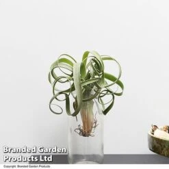 Air Plant (Tillandsia) 'Curly Slim' -Vedicayur Store TILL CURLYSLIM T49617