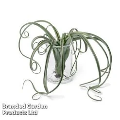 Air Plant (Tillandsia) 'Curly Slim' -Vedicayur Store TILL CURLYSLIM W48803