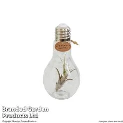 Airplant (Tillandsia) In A Light Bulb (Medium) -Vedicayur Store TILL LIGHTBULB T49713