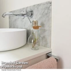 Airplant (Tillandsia) In A Light Bulb (Medium) -Vedicayur Store TILL LIGHTBULB T49714