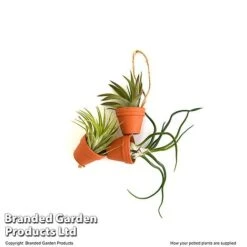 Air Plant Mini Pots On Rope 6 Air Plant Mini Pots On Rope -Vedicayur Store TILL MINIROPE3 T48839