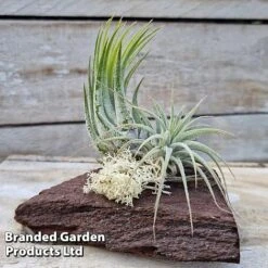 Air Plants (Tillandsia) On Mini Wooden Log 11 Air Plants (Tillandsia) On Mini Wooden Log -Vedicayur Store TILL MINIWOODE S45228C