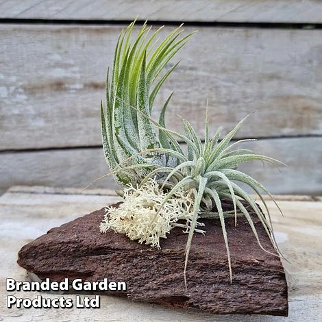 Air Plants (Tillandsia) On Mini Wooden Log 5 Air Plants (Tillandsia) On Mini Wooden Log - Image 5