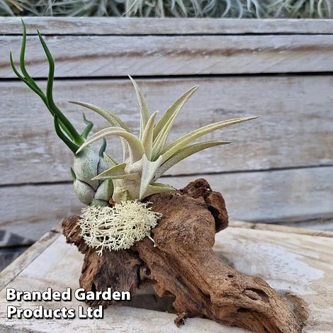 Air Plants (Tillandsia) On Mini Wooden Log 6 Air Plants (Tillandsia) On Mini Wooden Log - Image 6