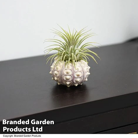 Air Plant (Tillandsia) In Sputnik Sea Urchin 2 Air Plant (Tillandsia) In Sputnik Sea Urchin - Image 2