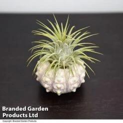 Air Plant (Tillandsia) In Sputnik Sea Urchin