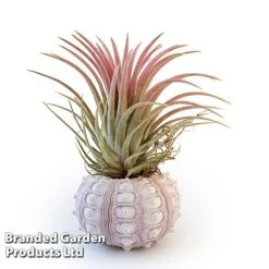 Air Plant (Tillandsia) In Sputnik Sea Urchin 6 Air Plant (Tillandsia) In Sputnik Sea Urchin -Vedicayur Store TILL SPUTNIKSE W46925