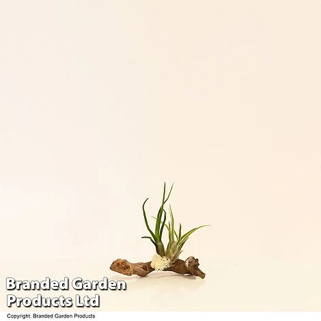 Air Plants (Tillandsia) On Mini Wooden Log 2 Air Plants (Tillandsia) On Mini Wooden Log - Image 2