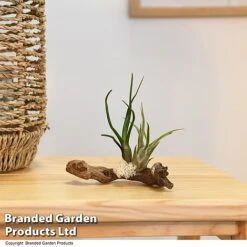 Air Plants (Tillandsia) On Mini Wooden Log 9 Air Plants (Tillandsia) On Mini Wooden Log -Vedicayur Store TILL WOODENLOG T47201