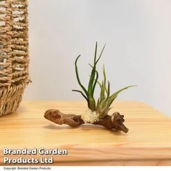 Air Plants (Tillandsia) On Mini Wooden Log 10 Air Plants (Tillandsia) On Mini Wooden Log -Vedicayur Store TILL WOODENLOG T47202