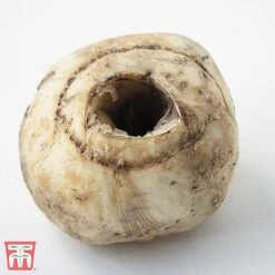 Fritillaria Imperialis 'Maxima Lutea' -Vedicayur Store TKA2708 FRIT 2