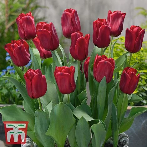 Tulip Patio Mix 2 Tulip Patio Mix - Image 2