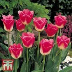 Tulip Patio Mix 8 Tulip Patio Mix -Vedicayur Store TPC TM4