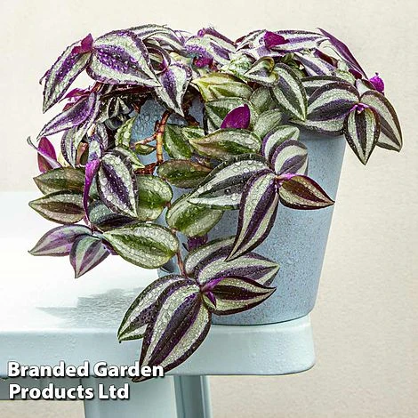 Tradescantia 'Pink Joy' 1 Tradescantia 'Pink Joy'
