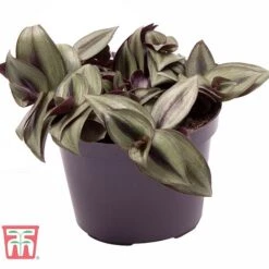 Tradescantia Zebrina -Vedicayur Store TRAD TKA2955 B