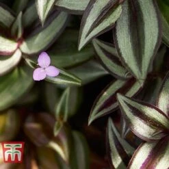 Tradescantia Zebrina -Vedicayur Store TRAD TKA2955 C