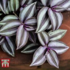 Tradescantia Zebrina -Vedicayur Store TRAD TKA2955 D