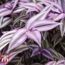 Tradescantia Zebrina -Vedicayur Store TRAD TKA2955 E