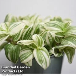 Tradescantia 'Brightness' -Vedicayur Store TRAD BRIGHTNES T49392