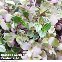 Tradescantia Albilfora 'Tricolor Rosa' -Vedicayur Store TRAD TRICOLOR T44793