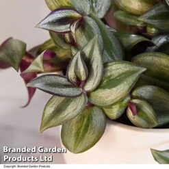 Tradescantia Zebrina -Vedicayur Store TRAD ZEBRI12CM T48396