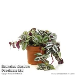 Tradescantia Zebrina -Vedicayur Store TRAD ZEBRI12CM T48398