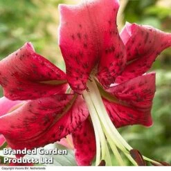 Soaring Tree Lily Collection -Vedicayur Store TREE KB3975 C