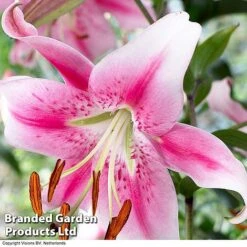 Soaring Tree Lily Collection -Vedicayur Store TREE KB3975 D