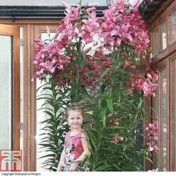 Tree Lily Collection 11 Tree Lily Collection -Vedicayur Store TREE P89622 A h1