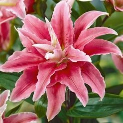 Tree Lily 'Crystal' Collection -Vedicayur Store TREE P92243 A