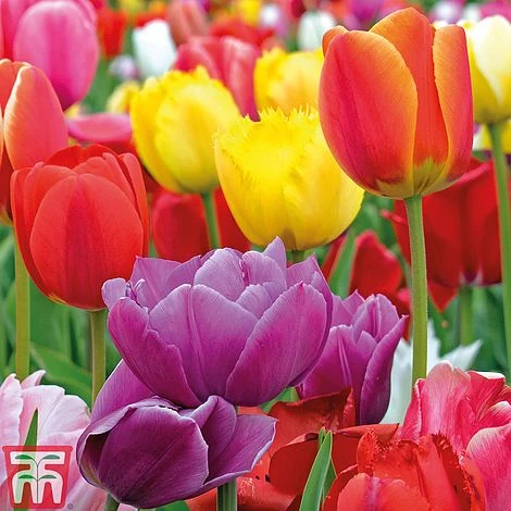 Tulip 'Majestic Mix' 2 Tulip 'Majestic Mix' - Image 2