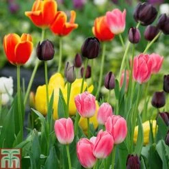 Tulip 'Full Border Mix' -Vedicayur Store TULI T71447 A