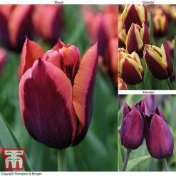 Tulip 'Striped Mix'