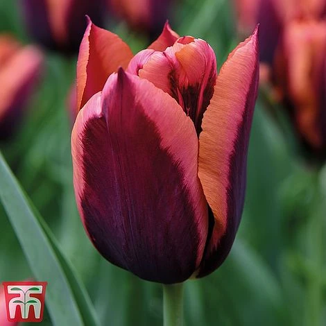 Tulip 'Striped Mix' 2 Tulip 'Striped Mix' - Image 2