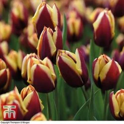 Tulip 'Striped Mix' 6 Tulip 'Striped Mix' -Vedicayur Store TULI TKA7174 C