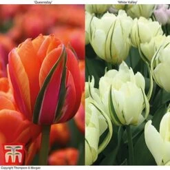 Tulip 'Queensday' And 'White Valley' Collection