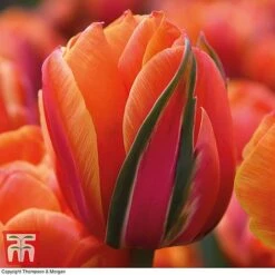 Tulip 'Queensday' And 'White Valley' Collection -Vedicayur Store TULI TKA7206 D